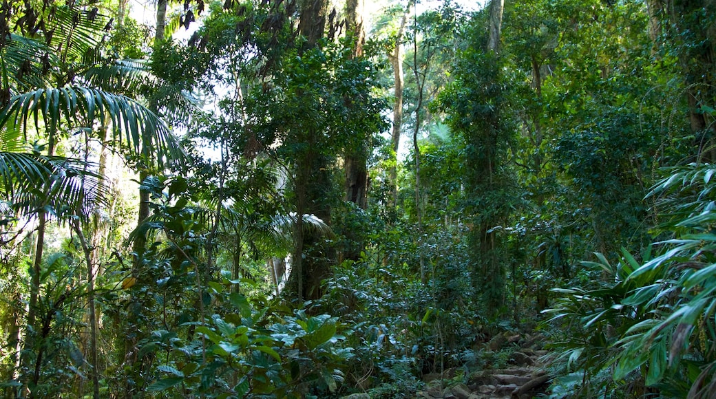 Mount Warning which includes rainforest