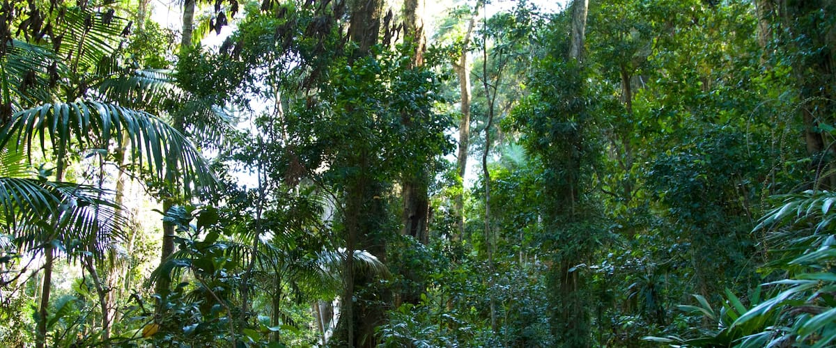 Mount Warning featuring rainforest