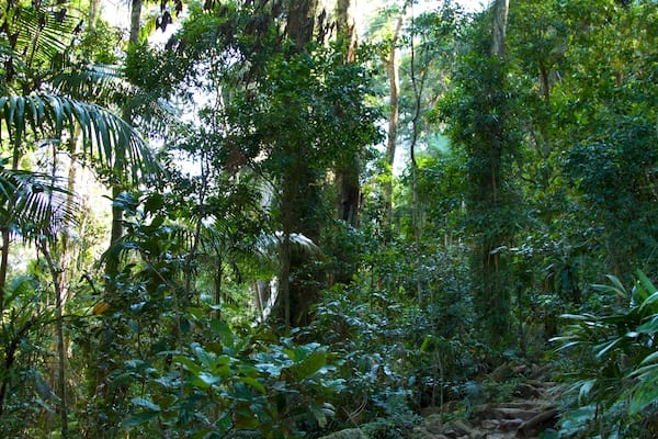 Mount Warning which includes rainforest