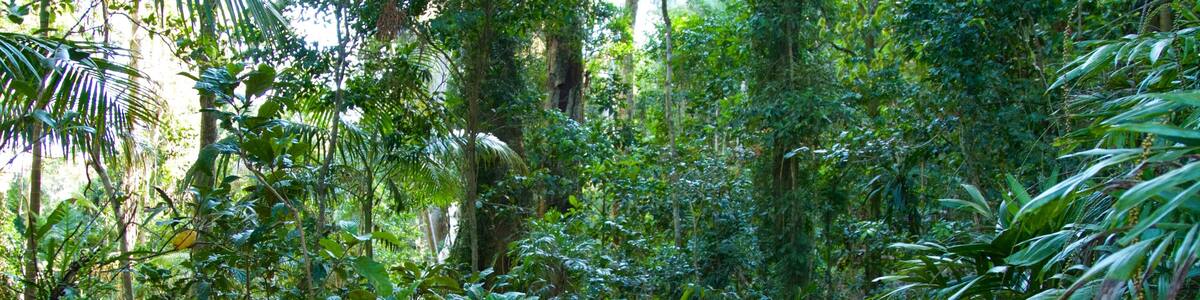 Mount Warning mit einem Regenwald