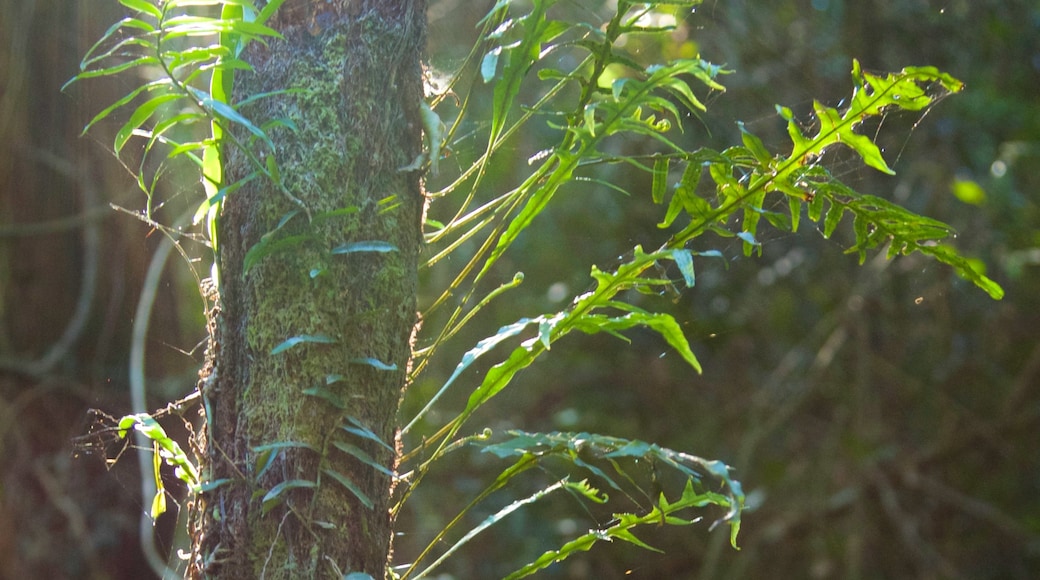 Mount Warning fasiliteter samt regnskog