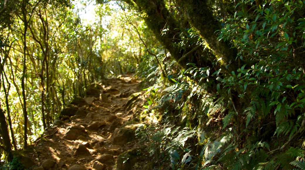 Mount Warning which includes rainforest and forests