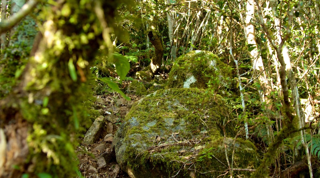 Mount Warning featuring rainforest and forests