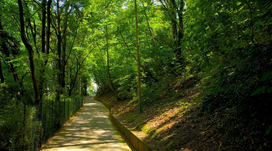 Lac de Côme montrant jardin et scènes forestières