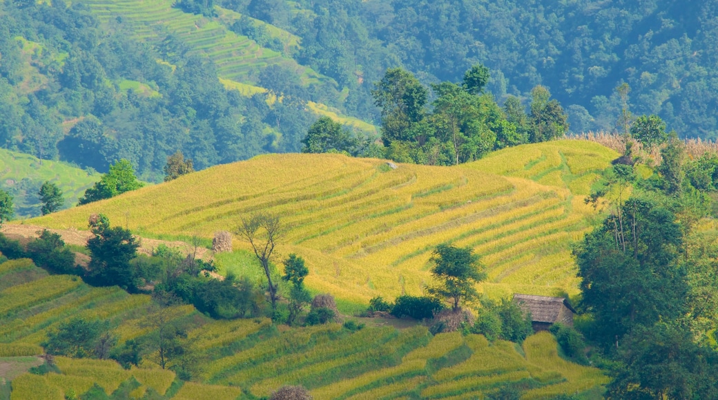 Nagarkot som visar stillsam natur och åkrar