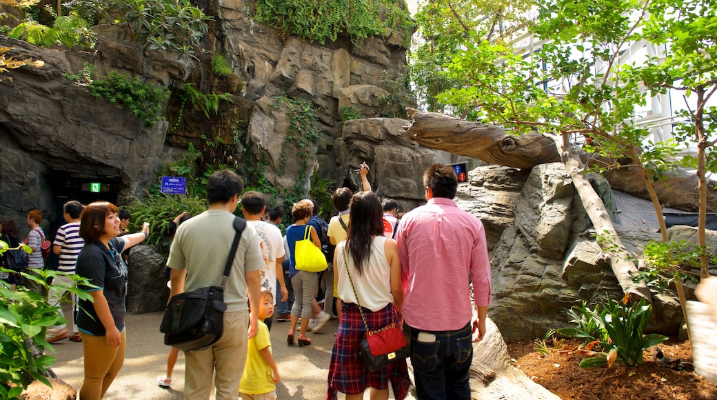 Acquario di Osaka caratteristiche di giardino cosi come un piccolo gruppo di persone