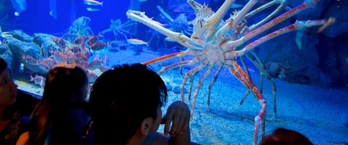 海遊館 フィーチャー 海洋生物 及び 少数の人々