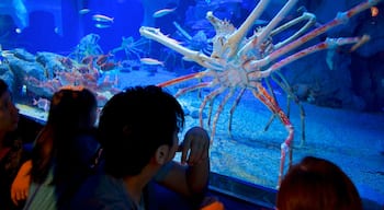 Acquario di Osaka caratteristiche di animali marini cosi come un piccolo gruppo di persone