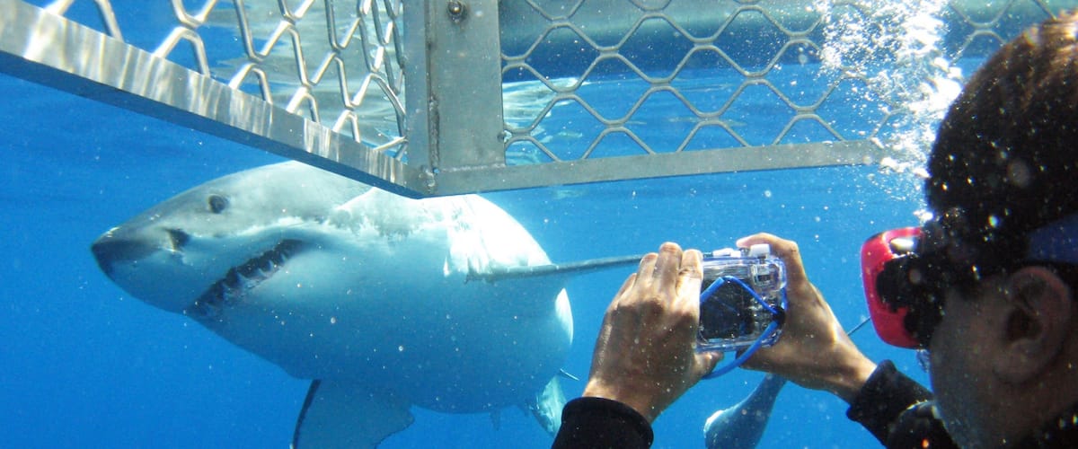 Eyre Peninsula showing marine life as well as an individual male
