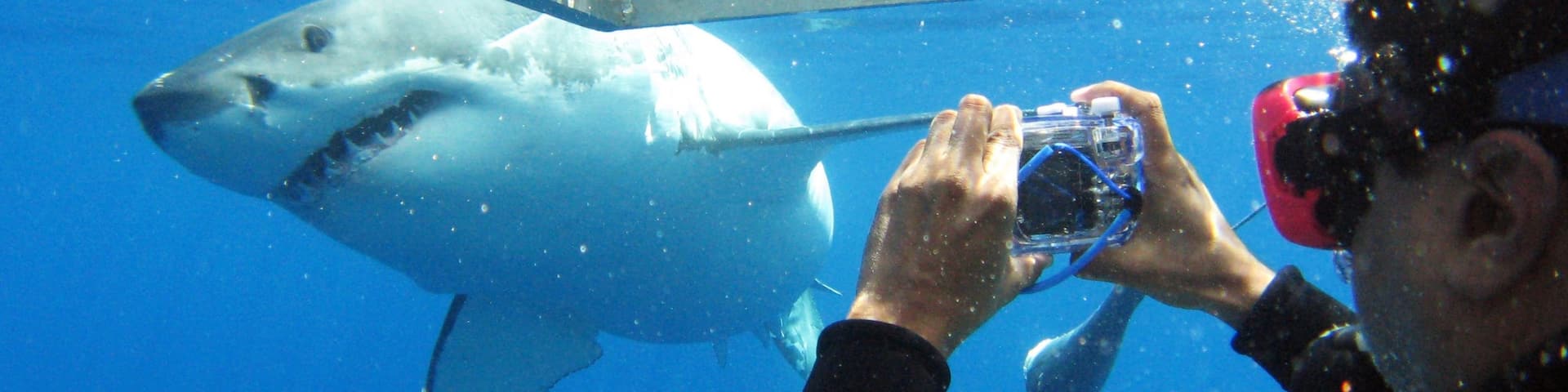Eyre Peninsula which includes marine life as well as an individual male