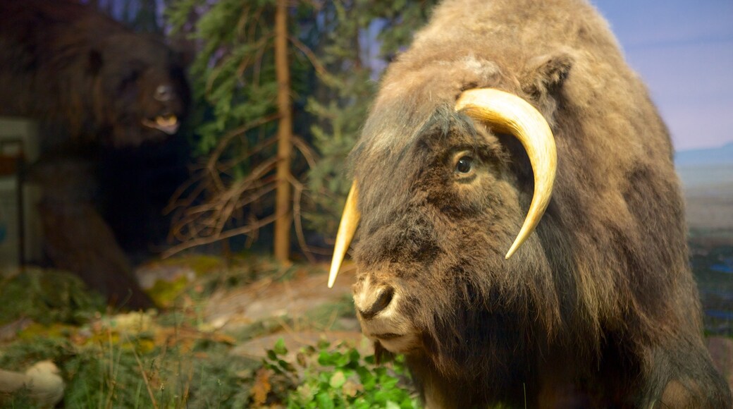 Illinois State Museum presenterar interiörer