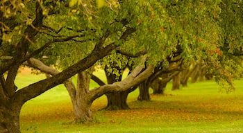 Portland caratteristiche di parco