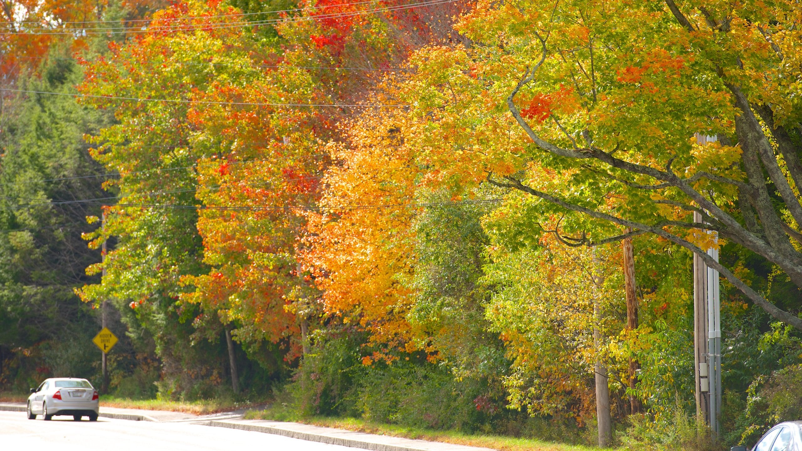 Freeport which includes autumn leaves