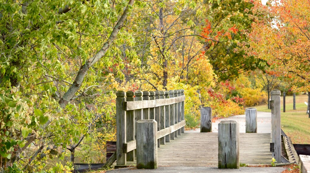 Portland showing autumn colours