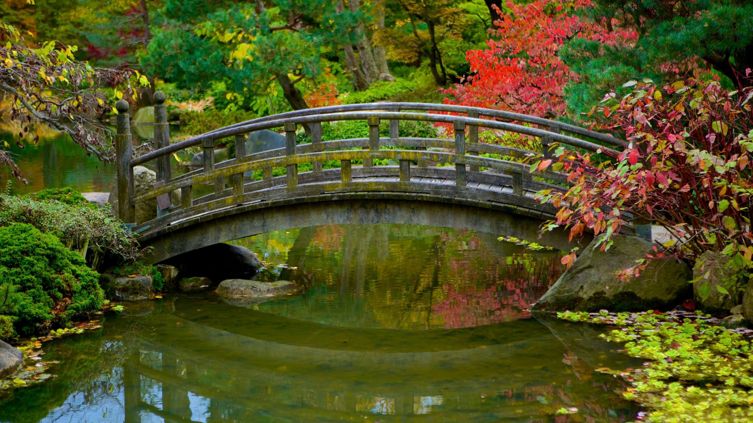 Anderson Japanese Gardens showing a park and a pond