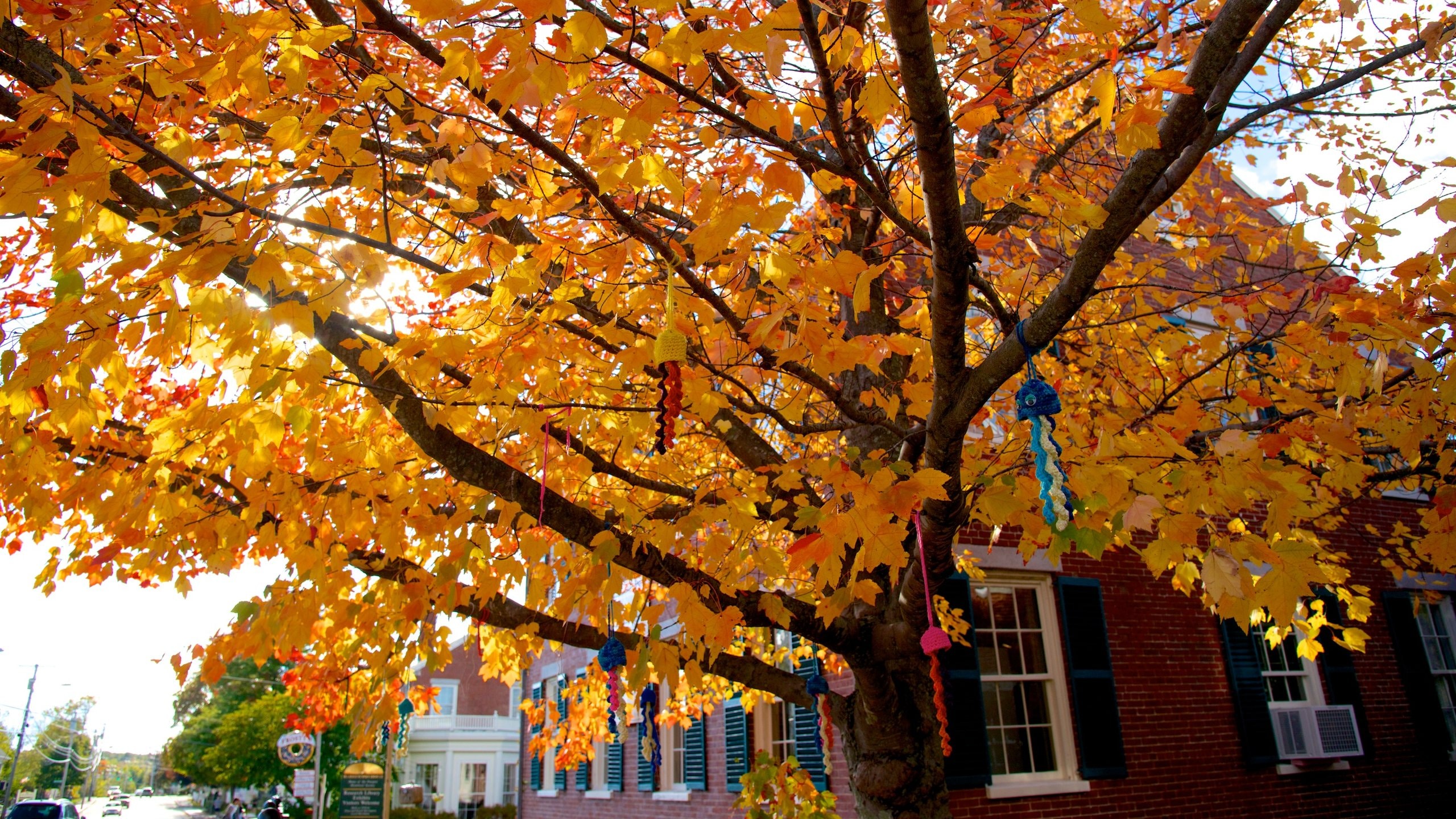 Freeport showing autumn leaves
