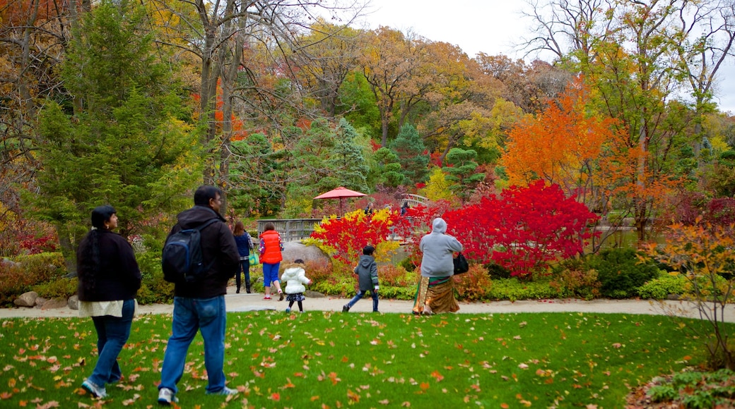 Anderson Japanese Gardens mostrando parco e foglie d\'autunno cosi come un piccolo gruppo di persone