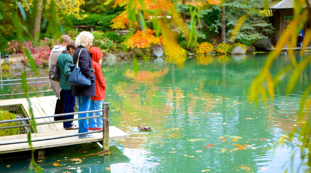 Anderson Japanese Gardens caratteristiche di parco e laghetto cosi come un piccolo gruppo di persone