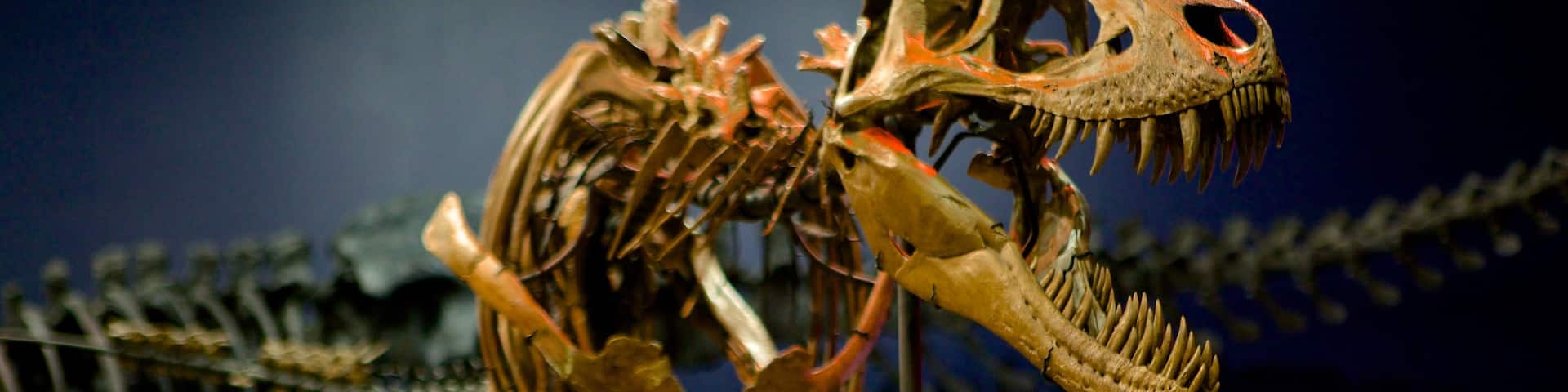 Burpee Museum of Natural History showing interior views