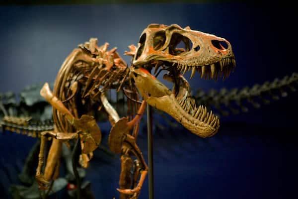 Burpee Museum of Natural History mit einem Innenansichten