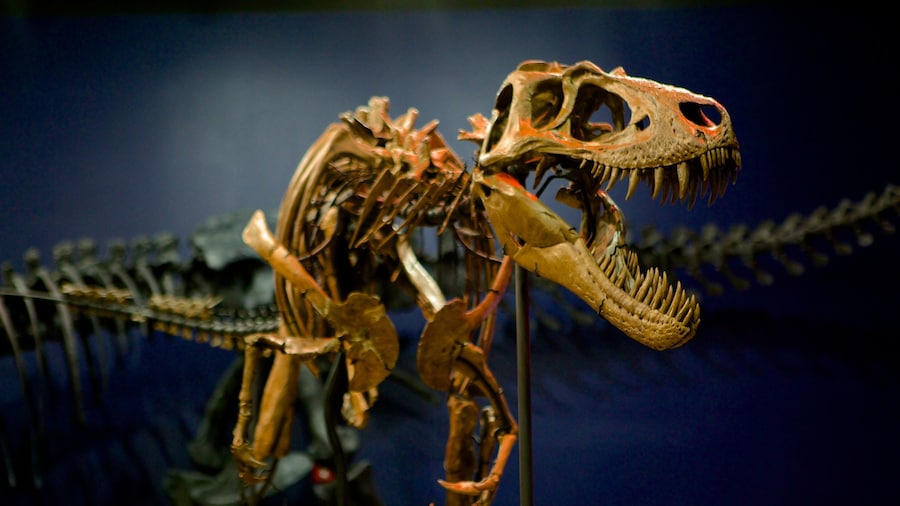 Burpee Museum of Natural History showing interior views