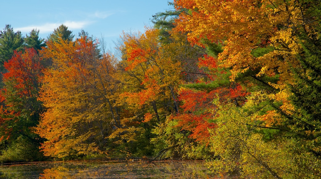 Conway which includes a river or creek, autumn leaves and a park