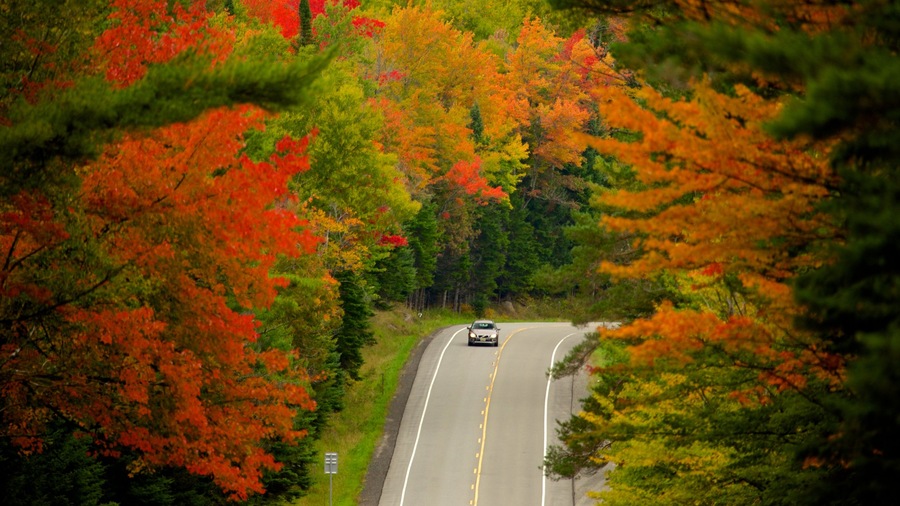 Lake George que incluye turismo, bosques y hojas de otoño