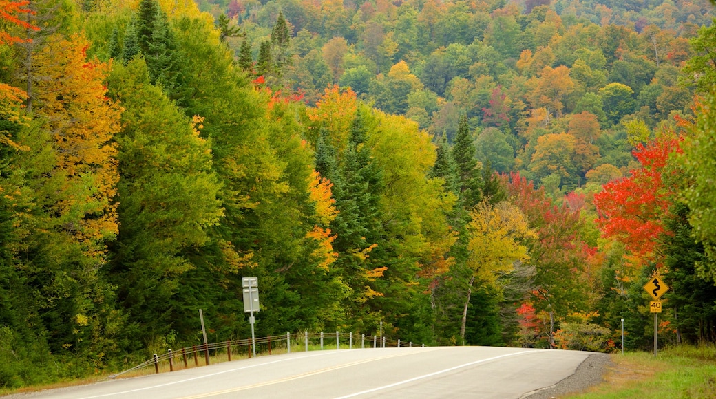 Lake Placid que incluye escenas tranquilas, escenas forestales y los colores del otoño