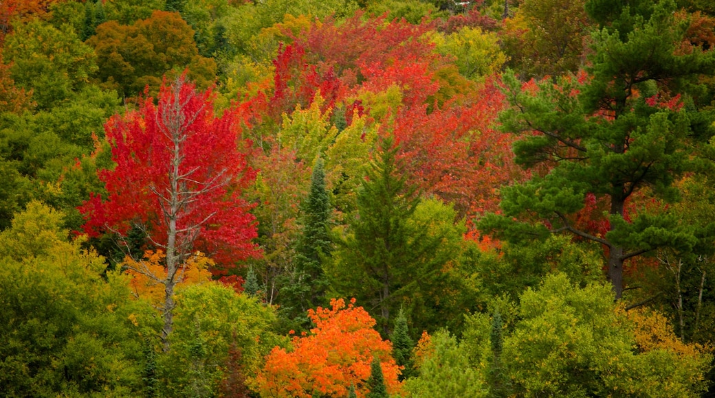 Lake Placid showing forests, tranquil scenes and autumn leaves