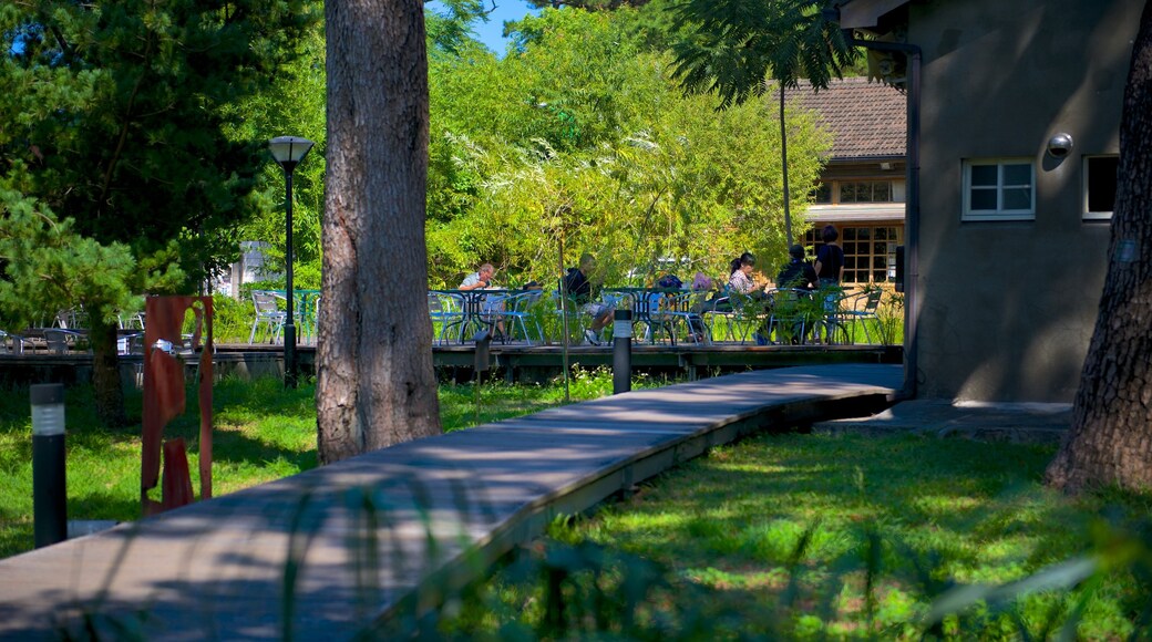 Jardín de pinos que incluye un jardín