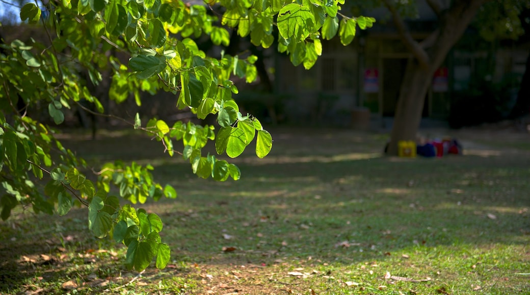 Hsinchu Botanical Garden showing a park