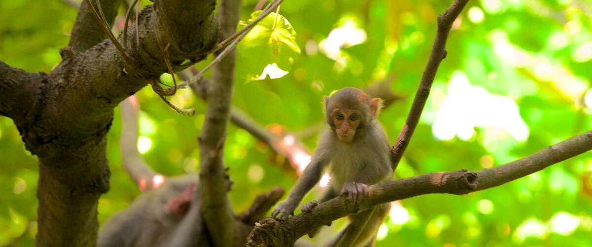 Caishan-Naturpark das einen Tiere