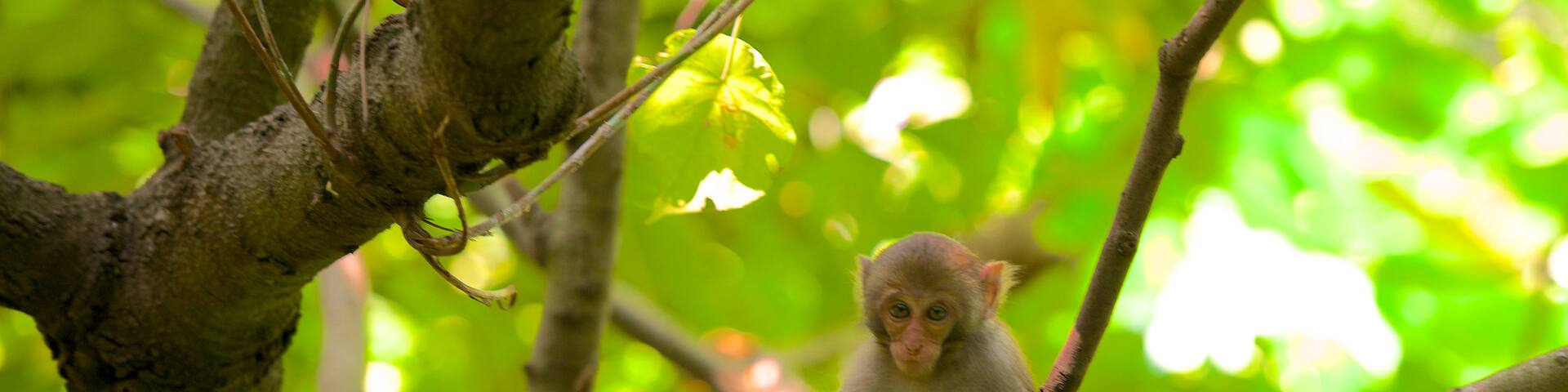 Caishan-Naturpark das einen Tiere