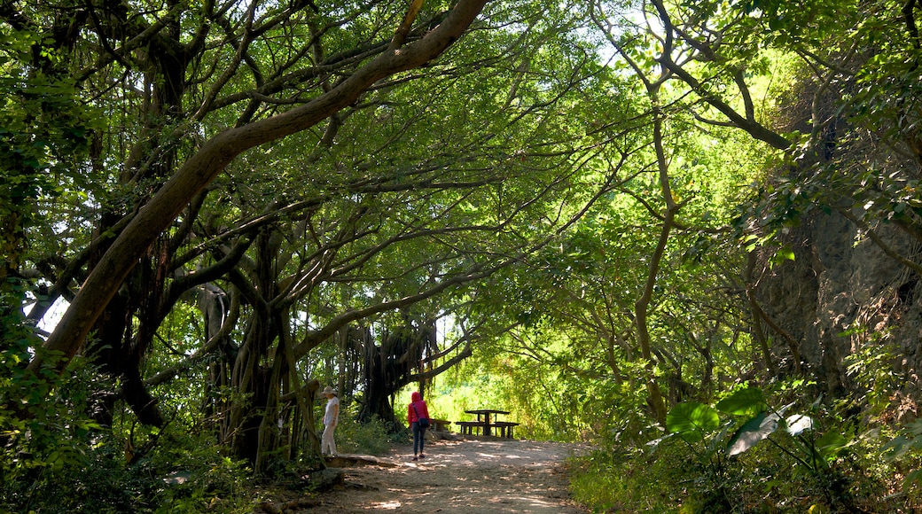 柴山自然公園 呈现出 花園