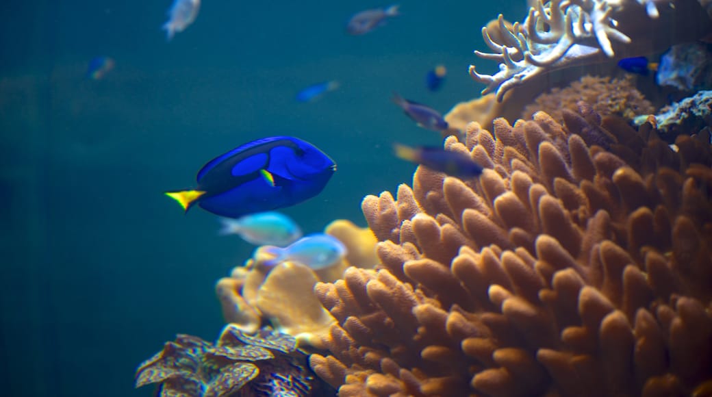 Museo nacional de biología marina y acuario ofreciendo vida marina