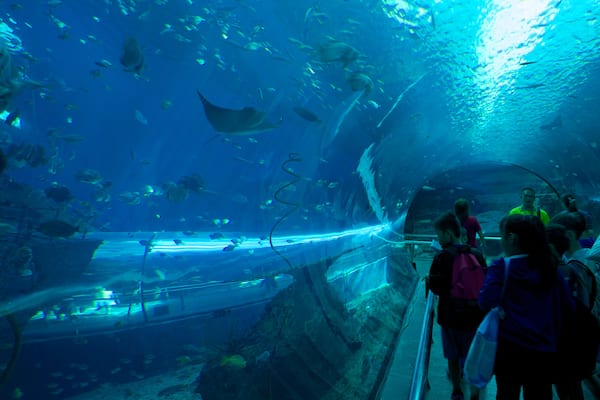 National Museum of Marine Biology and Aquarium featuring marine life