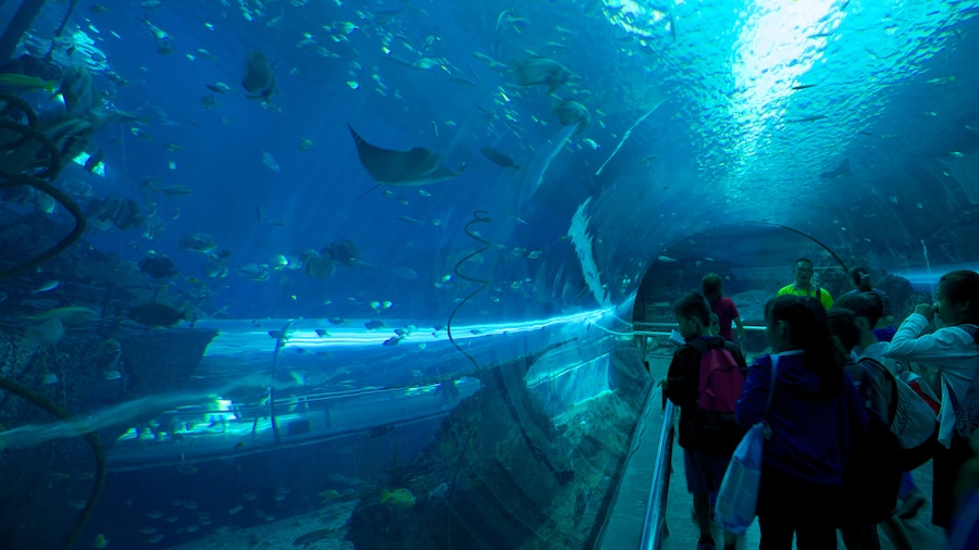 Nationale museum for marinbiologi og akvarium som omfatter livet i havet