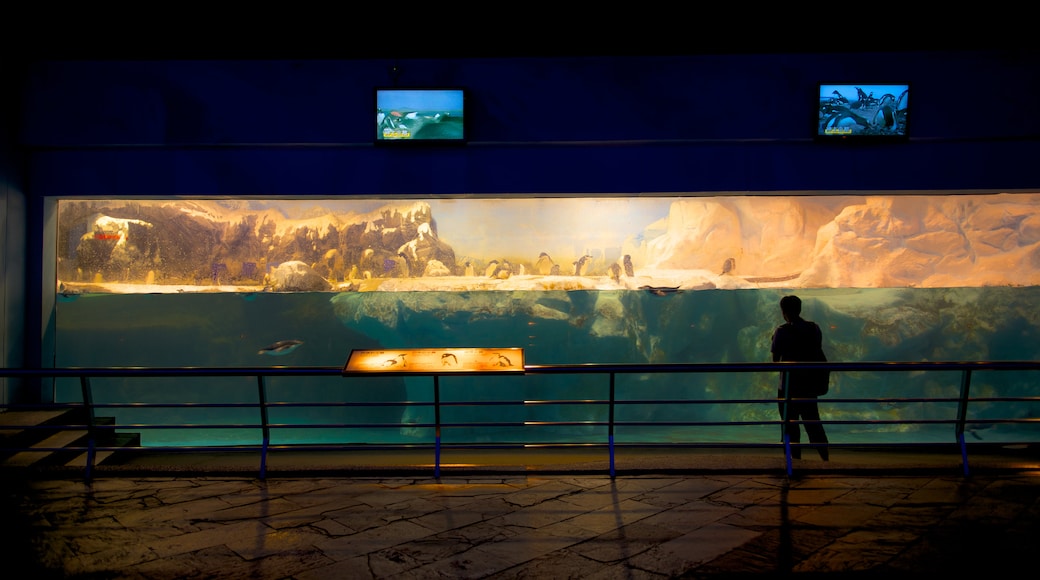 National Museum of Marine Biology and Aquarium som inkluderar havsdjur