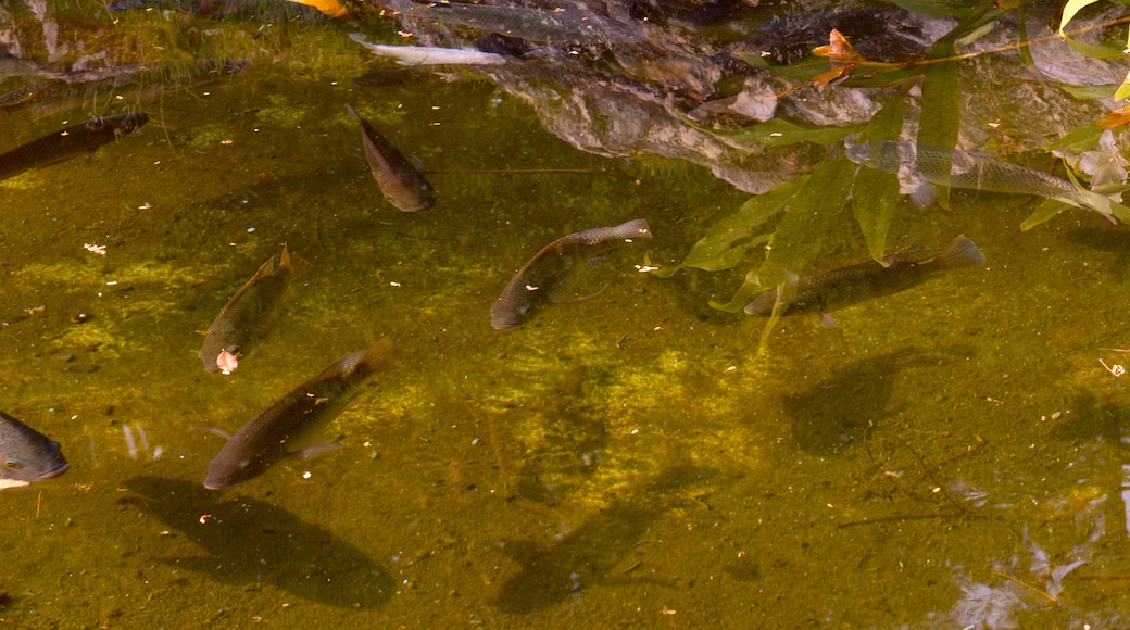 Taichung Park which includes a pond and marine life