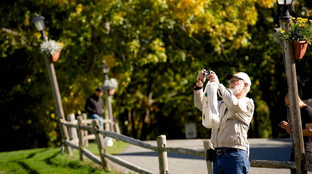 Bar Harbor welches beinhaltet Park sowie einzelner Mann