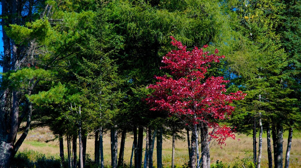 Maine som inkluderar stillsam natur