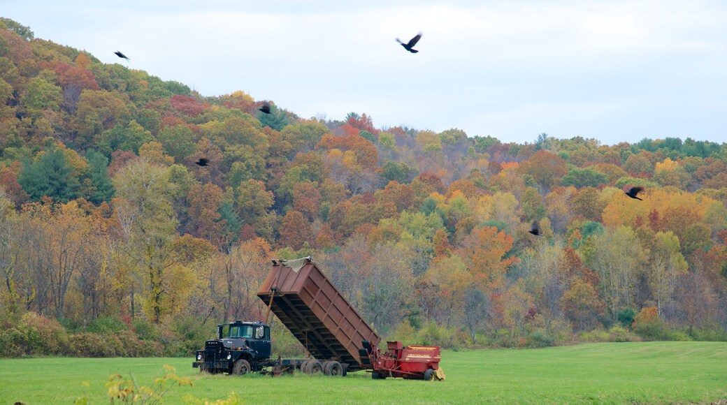 Massachusetts featuring forest scenes and farmland