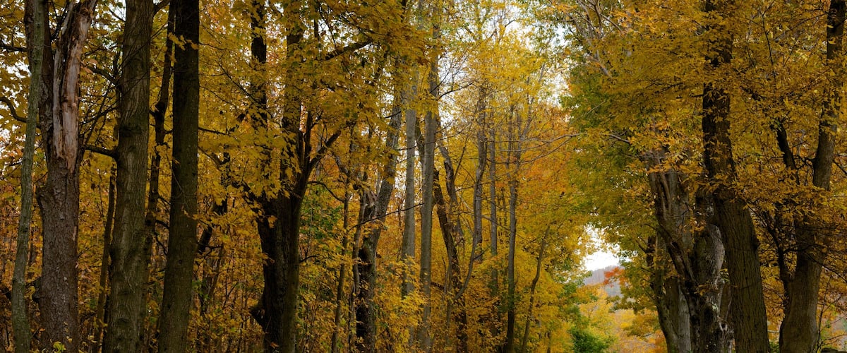 マサチューセッツ州 どの含み 秋の紅葉, 森林の風景 と 静かな風景