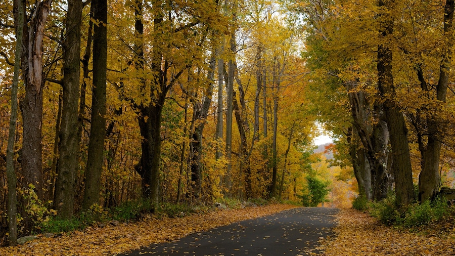 Massachusetts presenterar stillsam natur, höstfärger och skogar