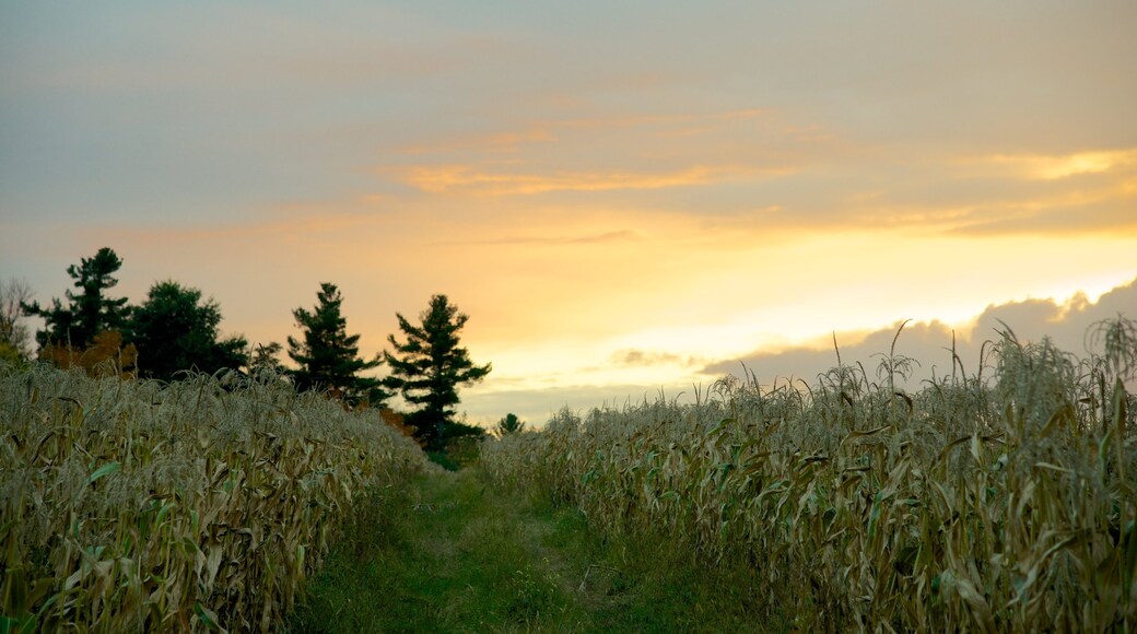 Massachusetts which includes a sunset and farmland