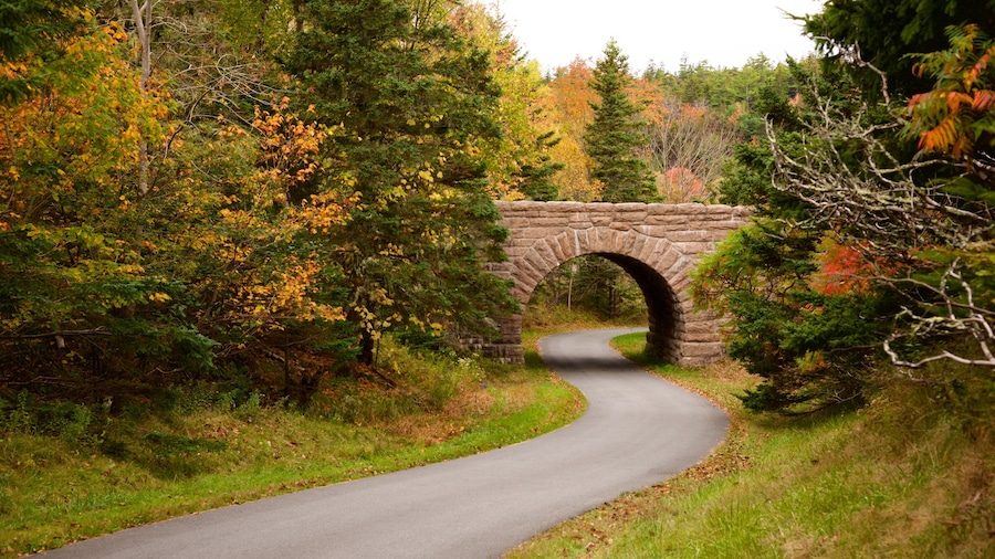 Acadia National Park featuring forests and a bridge