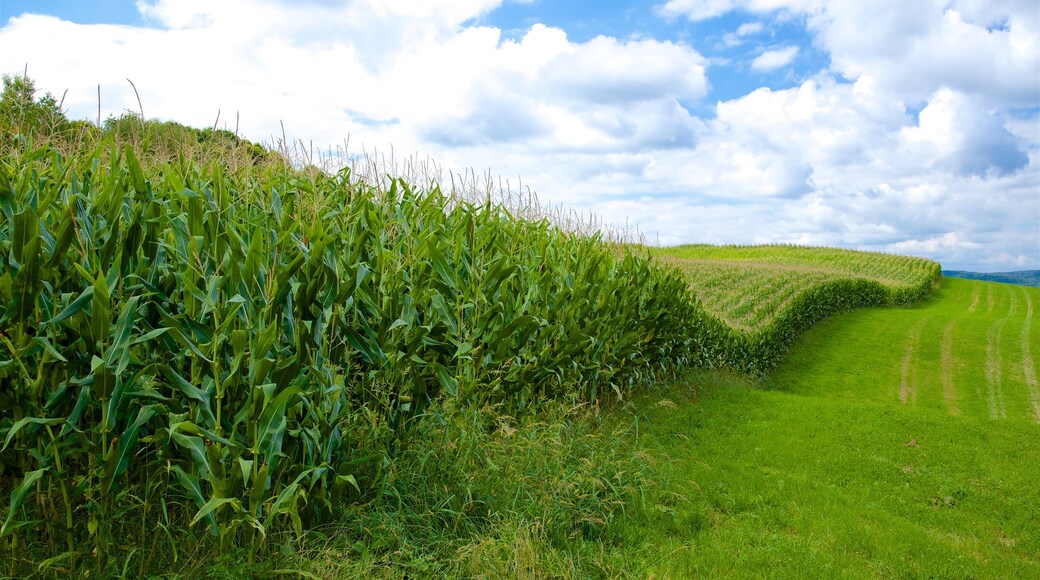 Greensburg featuring farmland