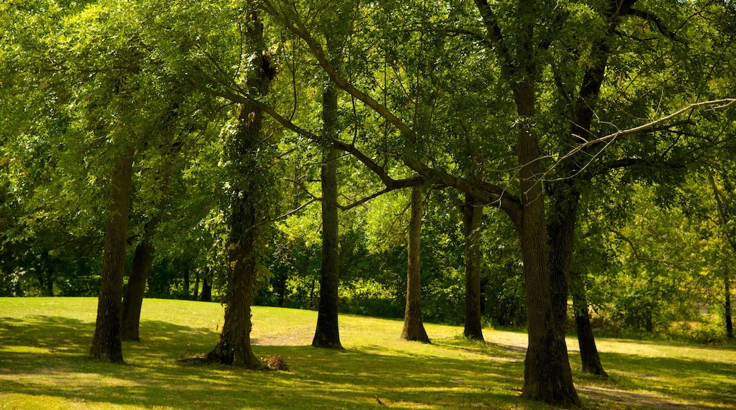 Wethersfield mostrando un parque