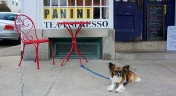 Stonington which includes cuddly or friendly animals