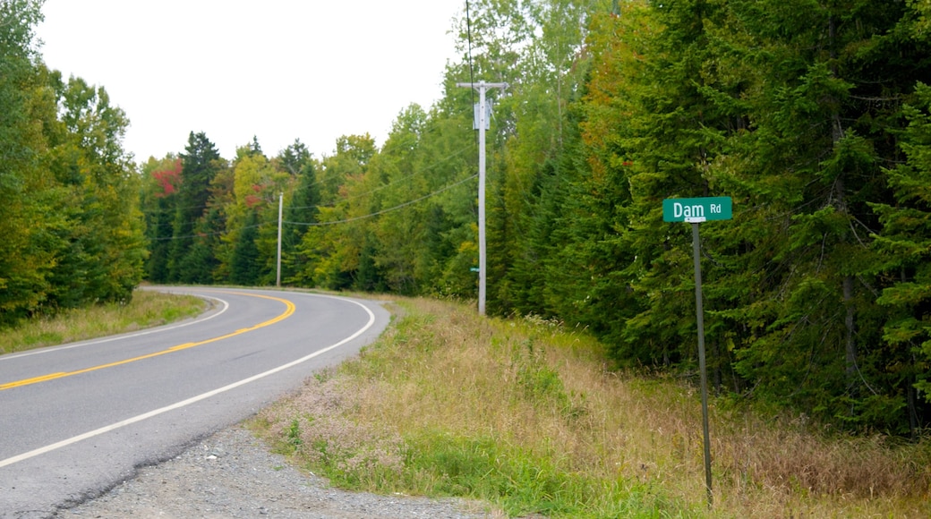 Rockwood showing tranquil scenes and forests